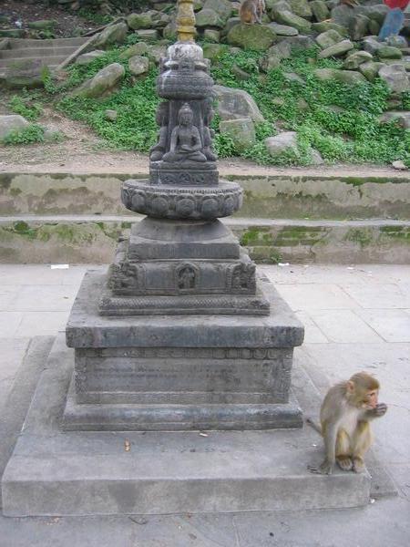 Monkey at Monkey Temple