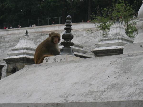 Monkey roosting over a temple