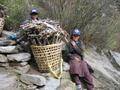 Sherpa kids carrying firewood