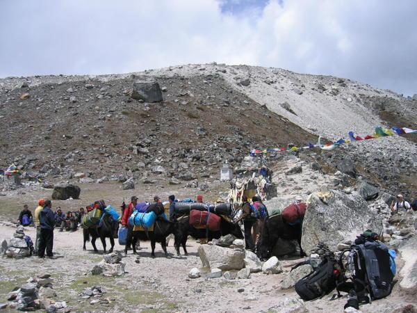 Hikers and yaks taking a break