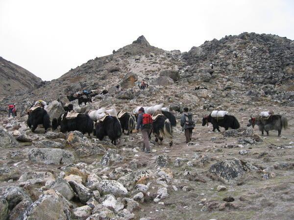 Yaks climbing up the hill