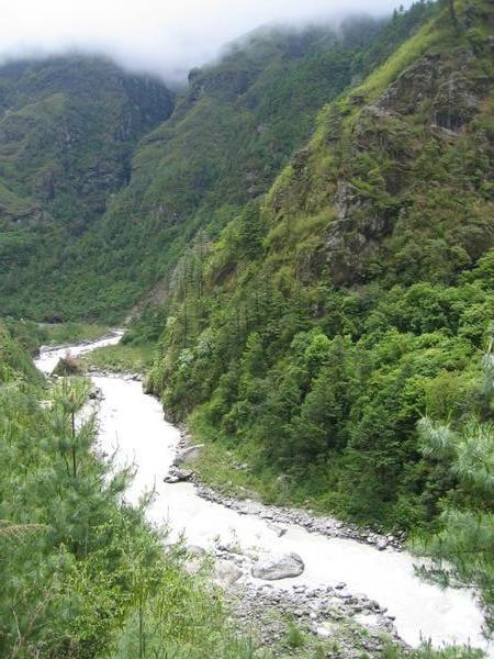 River running through the forest