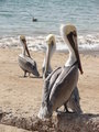 Pelicans KIno Bay