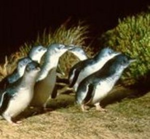 fairy penguins