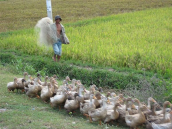 Herding ducks along the coastal highway