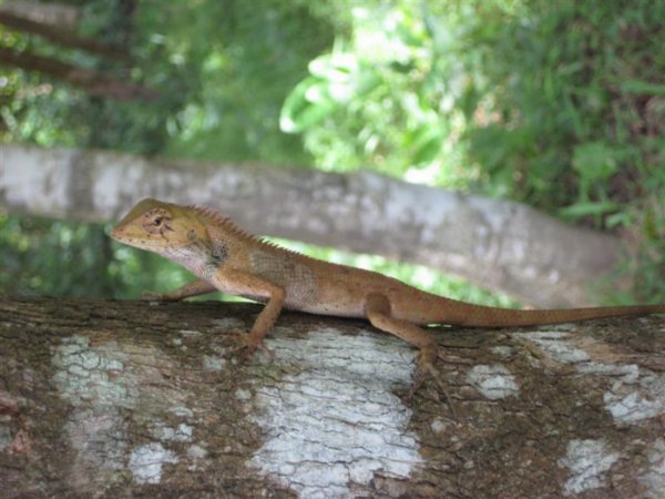 Lizard (filler pic)