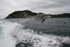 Springende delfin