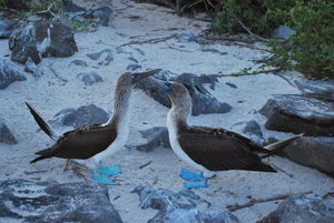 The Blue footed Boobie