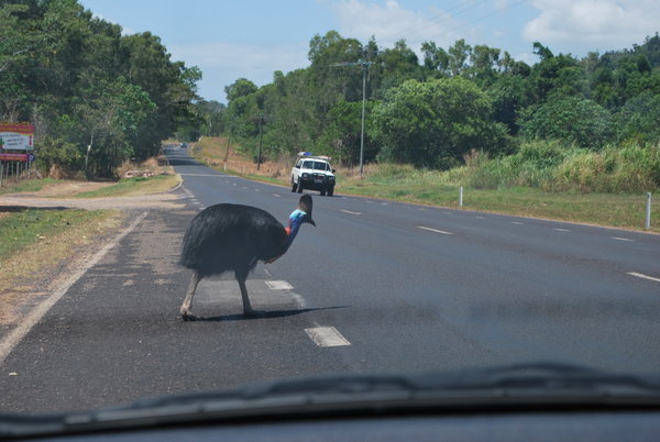 A Cassowary crossing the road