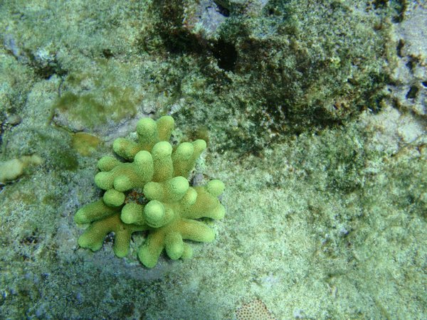 Petit corail