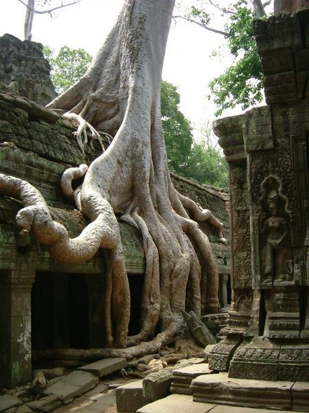 Tree taking over temple