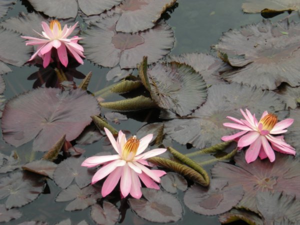 Lotus Pond Gardens (10)