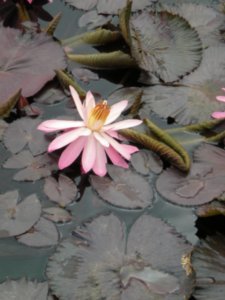 Lotus Pond Gardens (8)