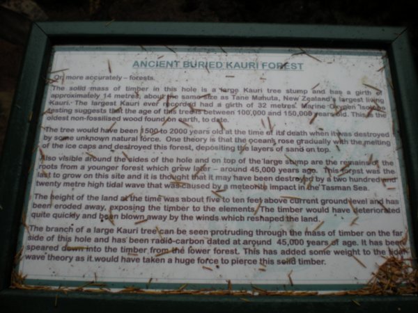 Ancient Buried Kauri Forests info