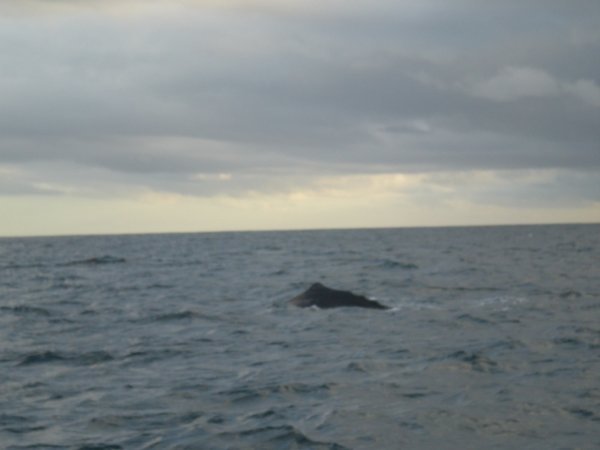 Sperm whale starting to dive