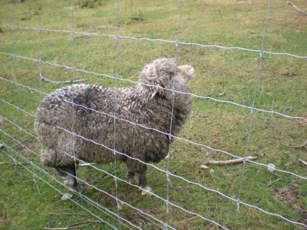Merino Sheep at Flock Hill station (3)