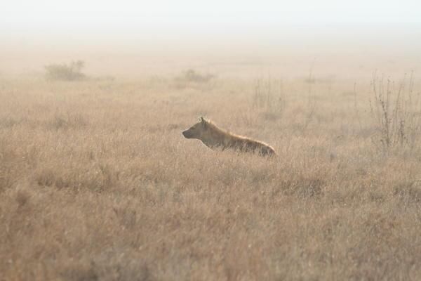 Hyène dans la brume