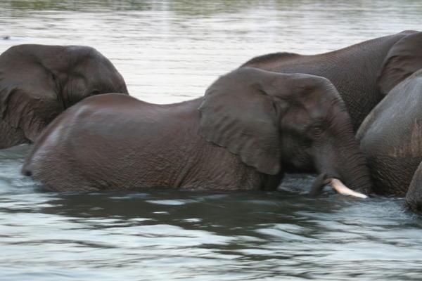 Bain d'éléphants