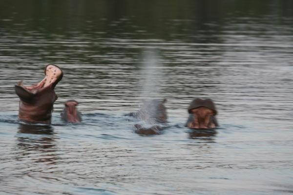 Bain d'hippopotames
