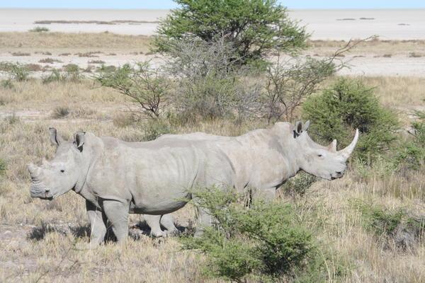 rhinocéros à 2 têtes