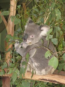 The Ferocious Koala