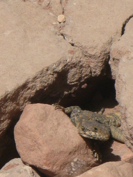 Lizard Poking Out