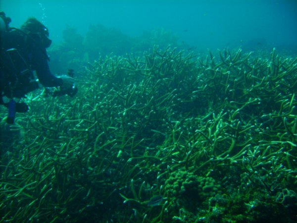 Staghorn Coral as far as the eye can see