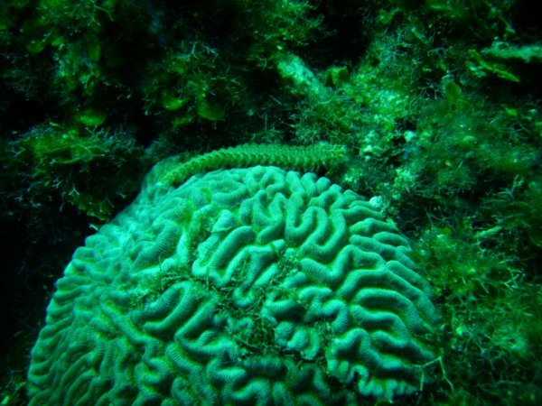 Bristle Worm on Brain Coral