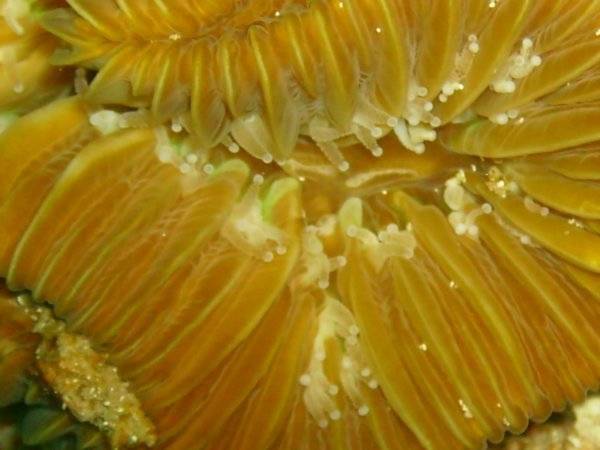 Closeup of Coral