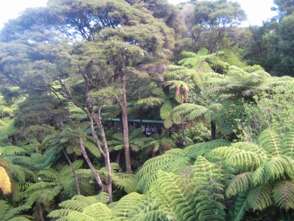The scenery from the small gauge railway in Coromandel