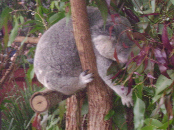 One of the very cute Koala bears