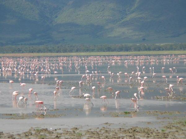 Ngorongoro Crater - pink flamingos