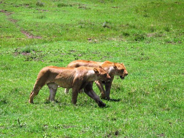 Ngorongoro Crater - Simba