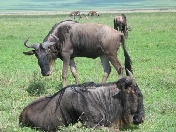 Ngorongoro Crater - Wildabeast