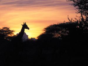 Serengeti - giraffe