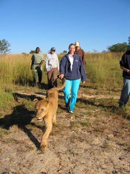 Walking with the Lions
