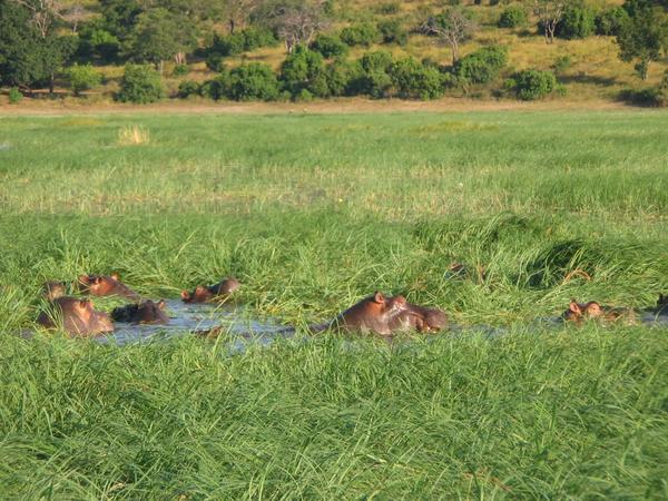 Herd of Hippos