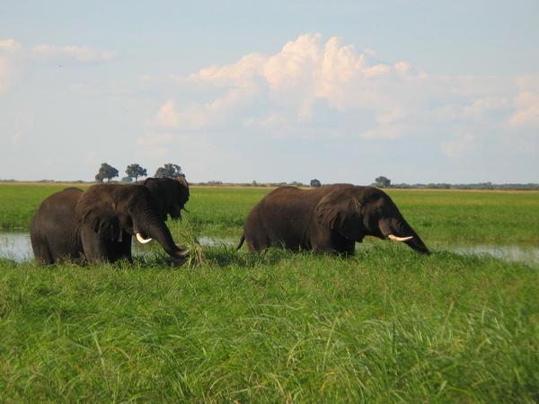 Grazing Elephants