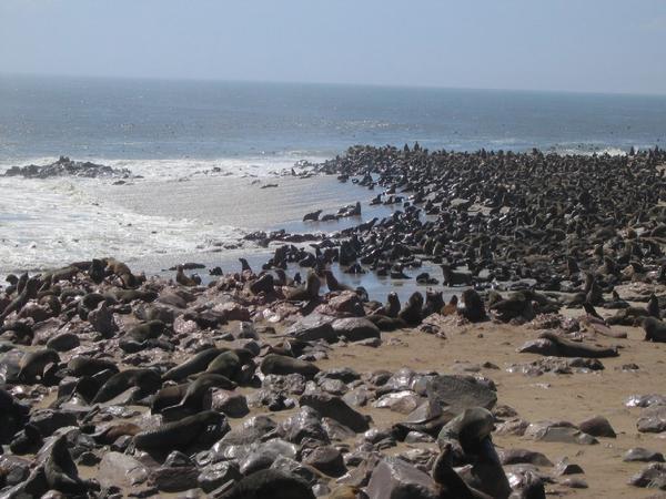 Cape Cross Seal Colony2