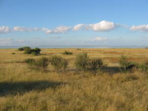 Etosha Grass Plains