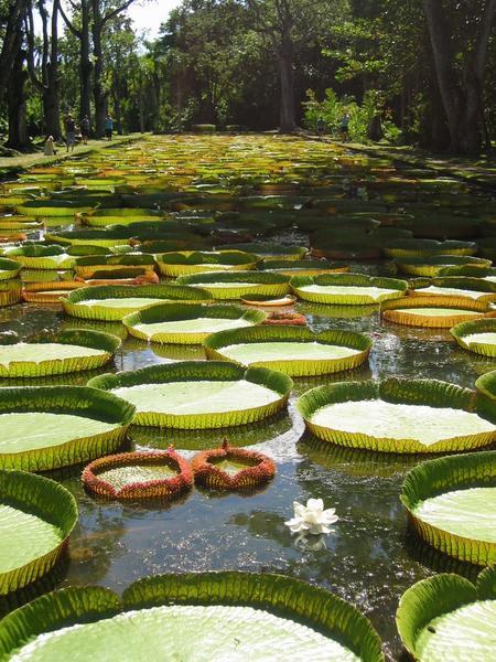 Giant Lilly Pads