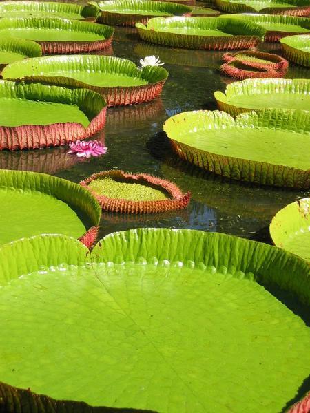 Giant Lilly Pads Up Close