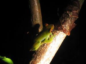 Jade Tree Frog