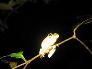 Frill Tree Frog
