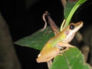 Cricket Tree Frog