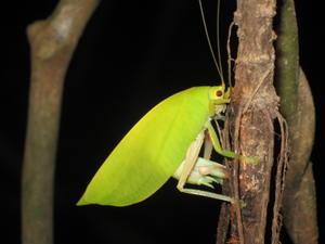 Leaf Cricket 