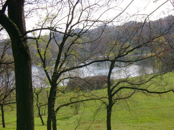 The Lake through the trees