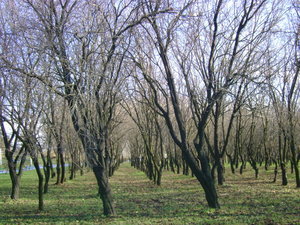Trees 4