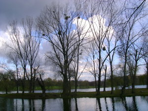 Bare trees with lake