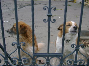 Two cute guard dogs